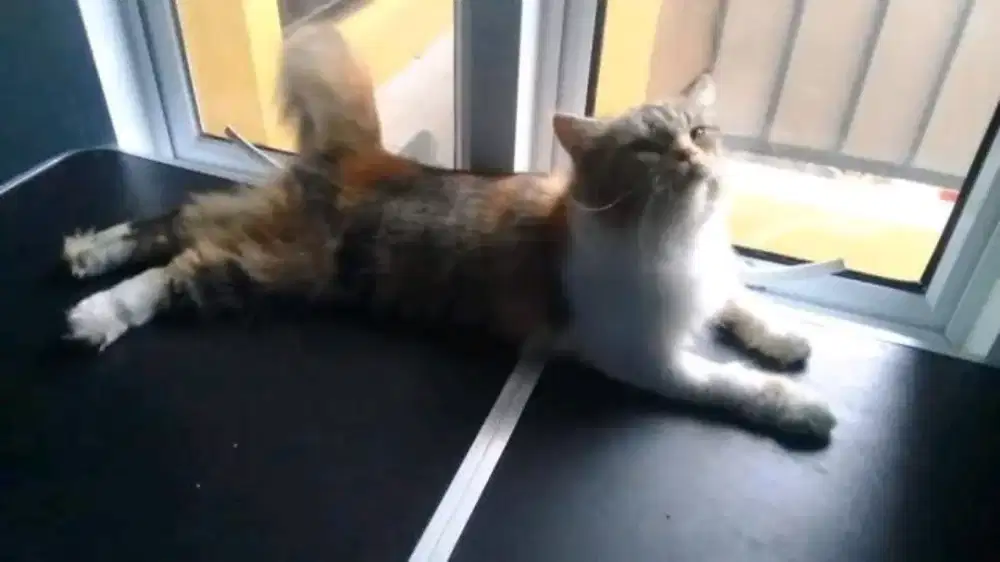 Persia Betina Calico