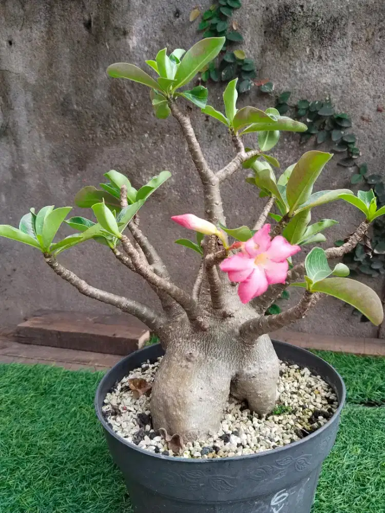Kamboja/adenium arabicum