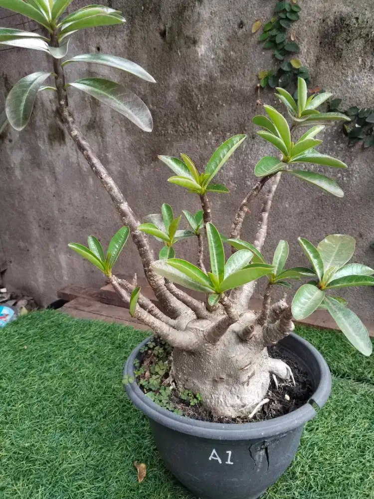 Kamboja/adenium arabicum