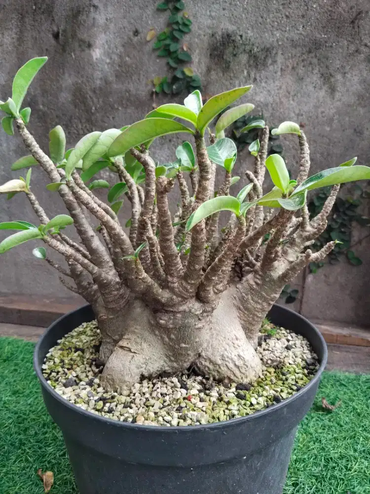 Kamboja/adenium arabicum