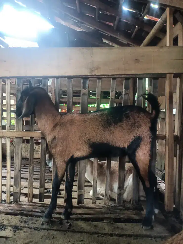 Kambing betina bibitan