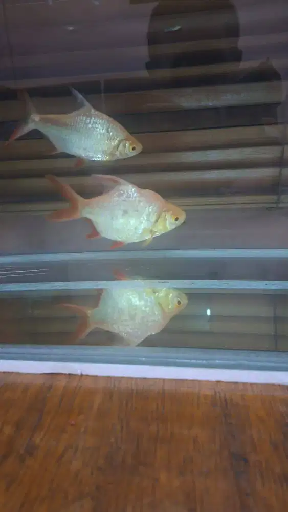 kaviat 5 jari dan leopard 15cm