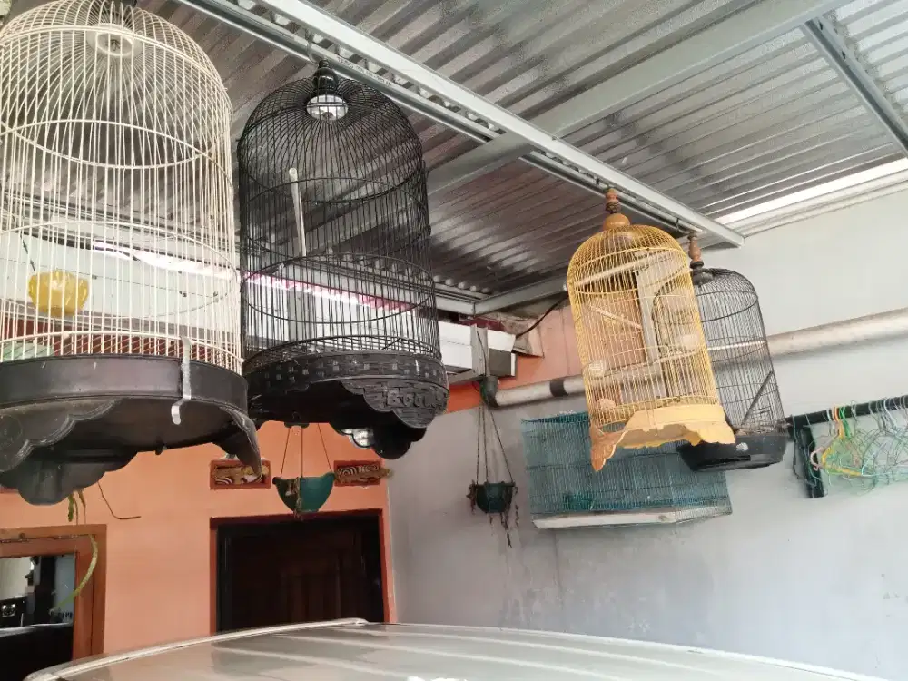 Sangkar   burung