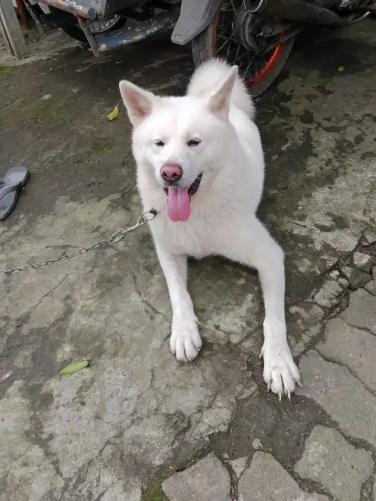 Jual anjing Hachiko