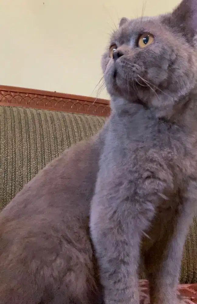 pacak pejantan bsh blue