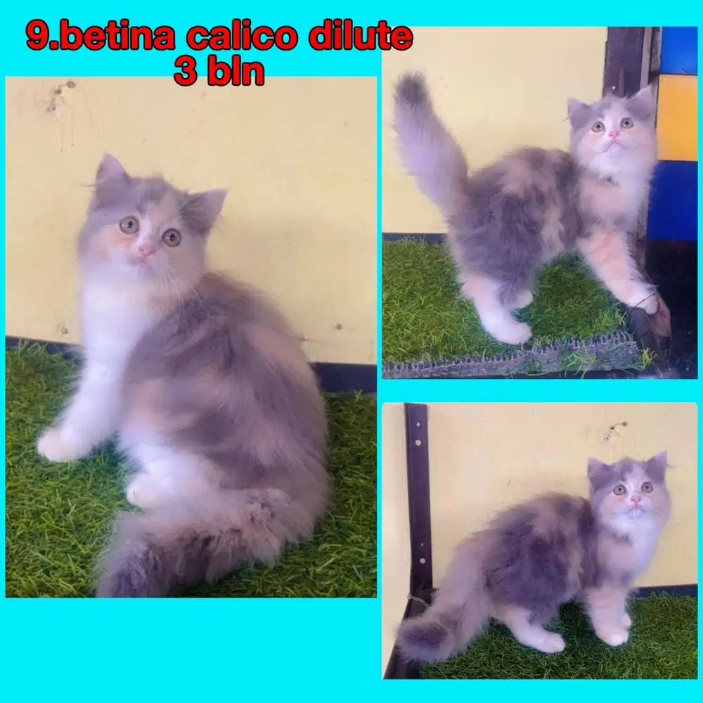 Kucing ras persia long hair betina calico