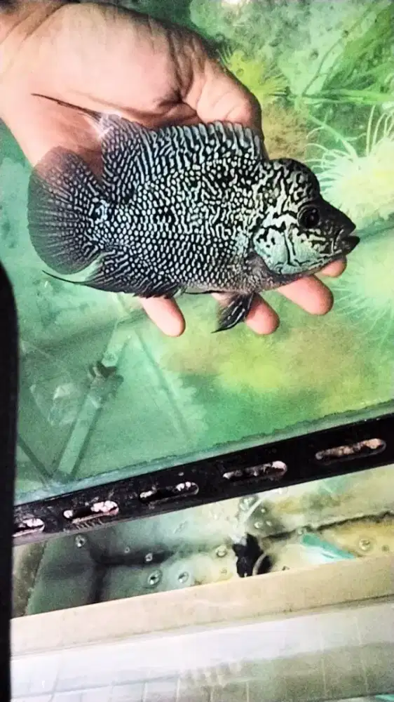 Louhan cencu jenong crosshead