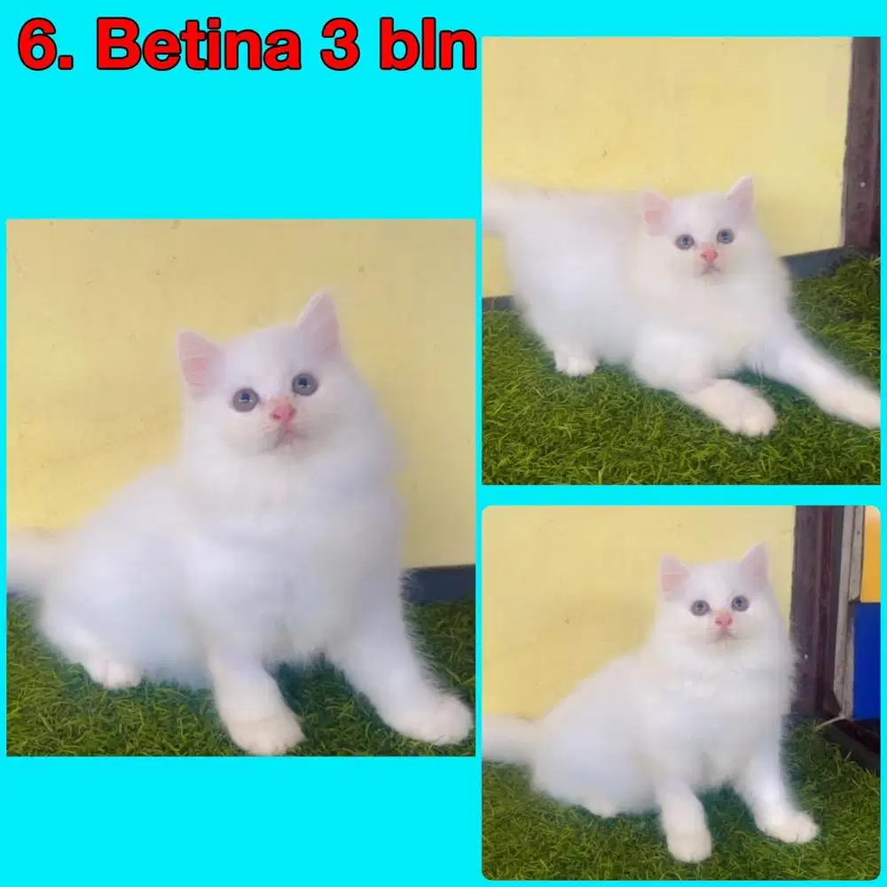 Kucing ras persia super gembul betina