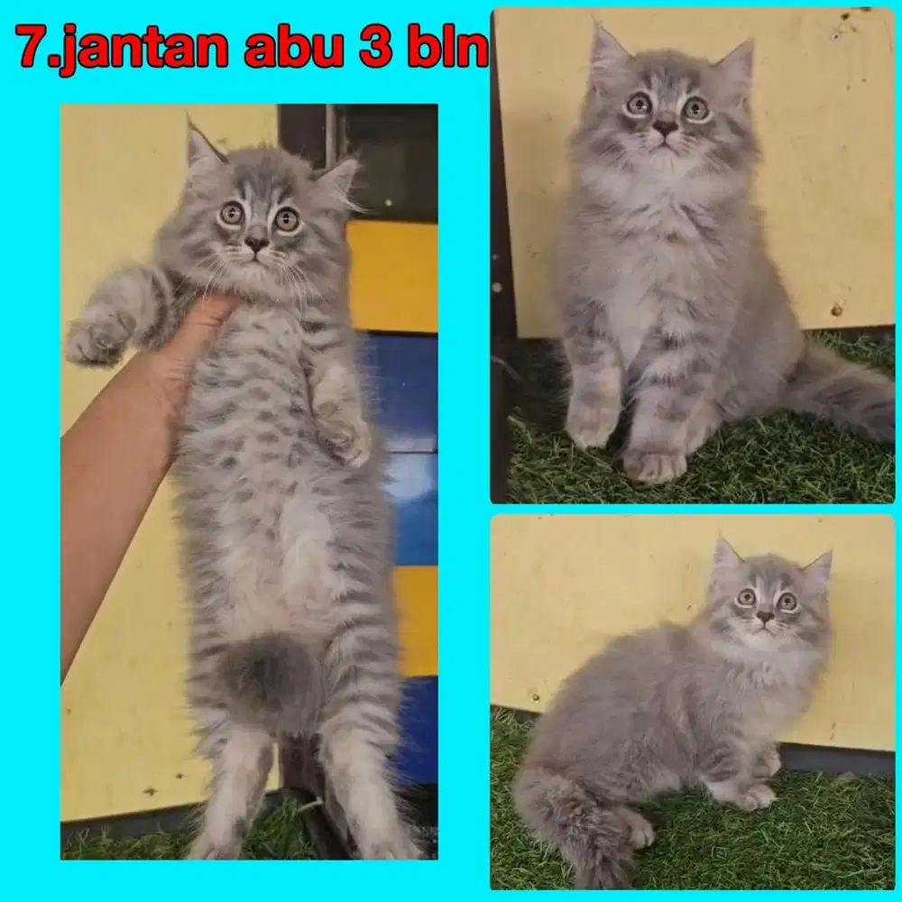 Kucing ras persia gembul banget abu2
