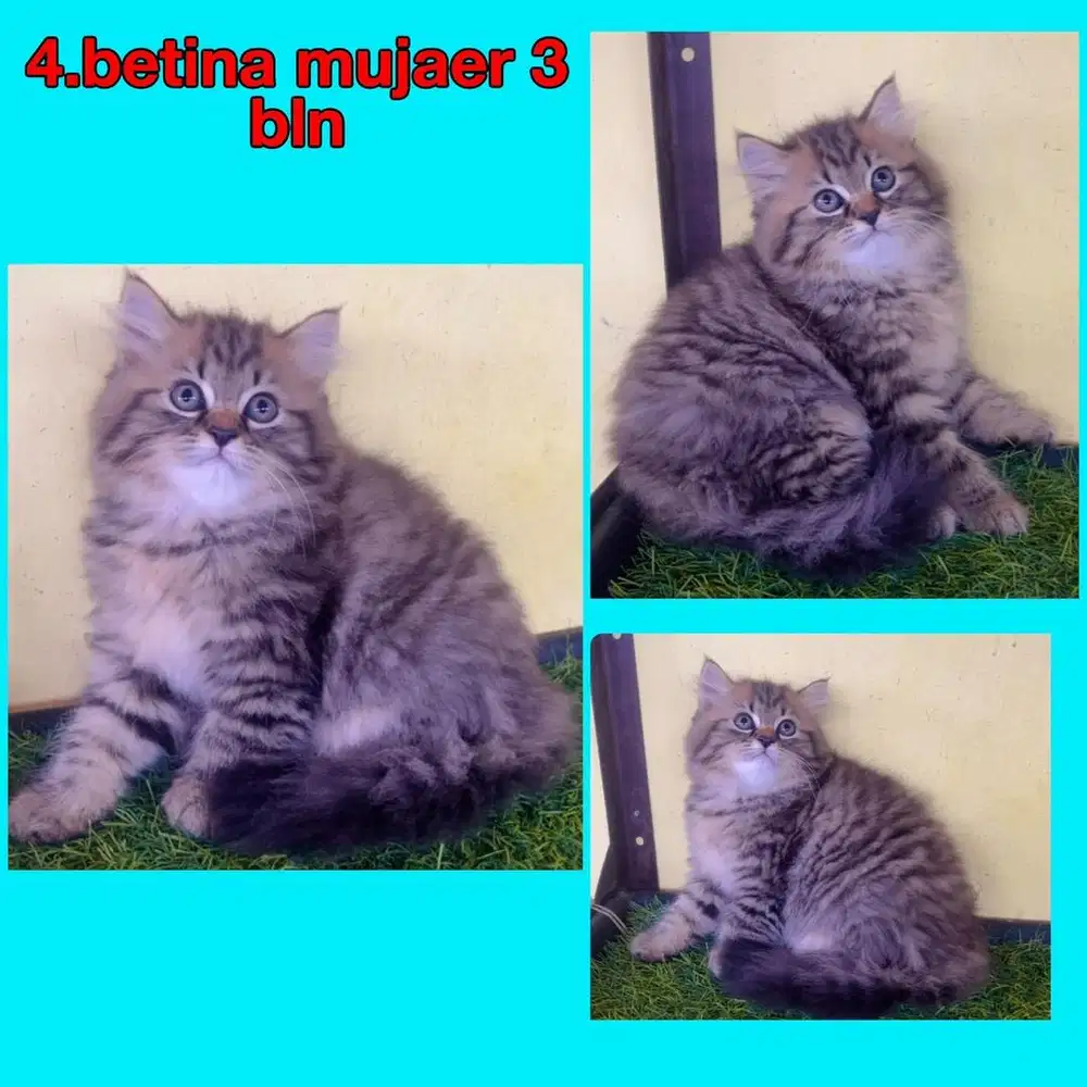 Kucing ras persia long hair gembul