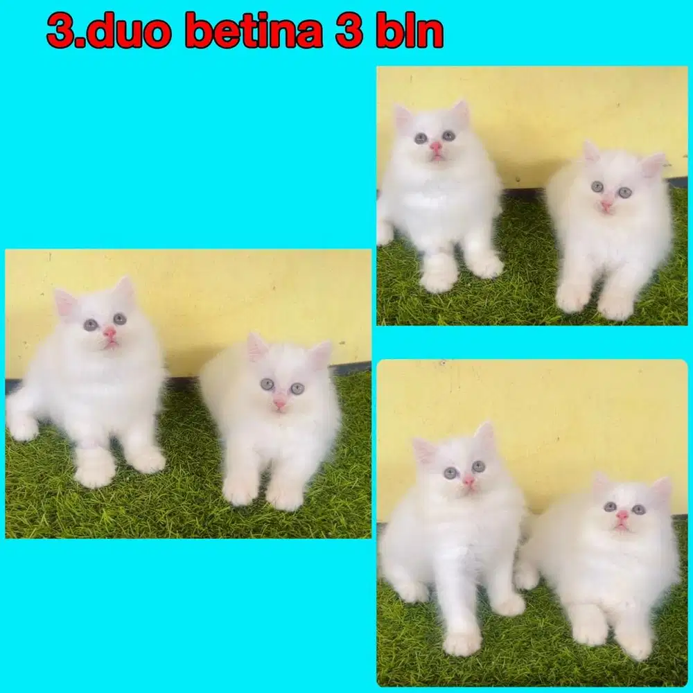 Kucing ras persia putih gembul2