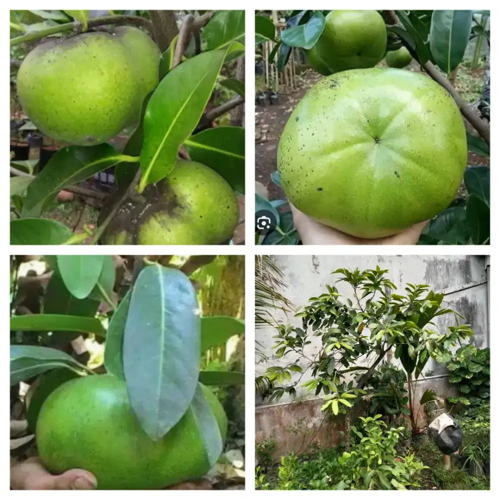 Pohon black sapote jumbo tinggi 2 mtr berbunga