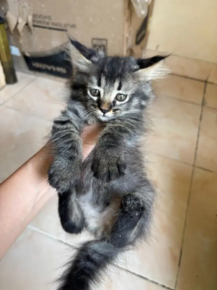 LA kucing ibu dan anak cwok cewek