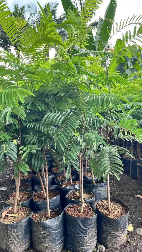 Bibit Pete, Bibit Petai, Bibit Petei Okulasi