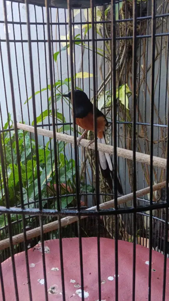 Murai batu medan, kondosi sehat, pe 17, ada sertifikat, , dr trotol