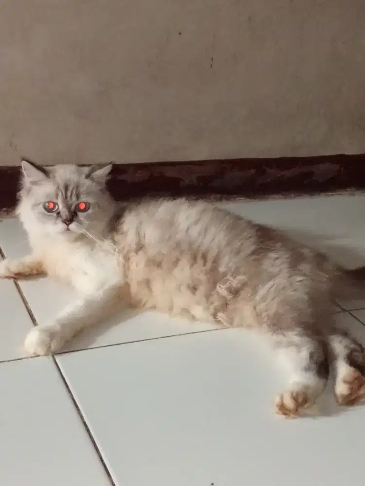 Kucing Persia betina flatnose