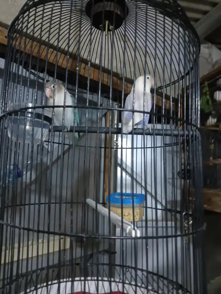 Lovebird Lb biru putih & putih