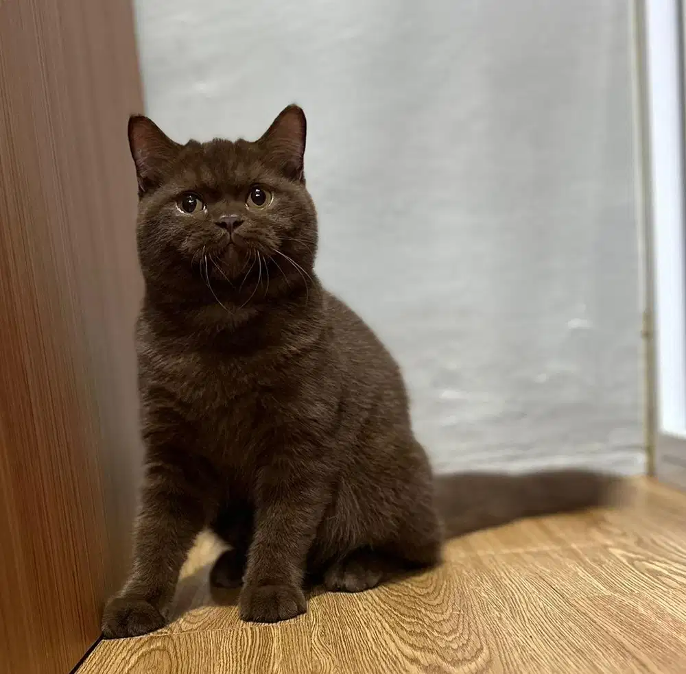 BSH british shorthair Choco solid carrier cinnamon line YM