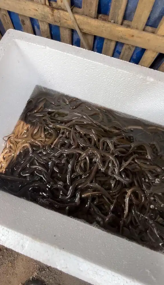 Bibit Belut – 1 kg isi 120 an ekor