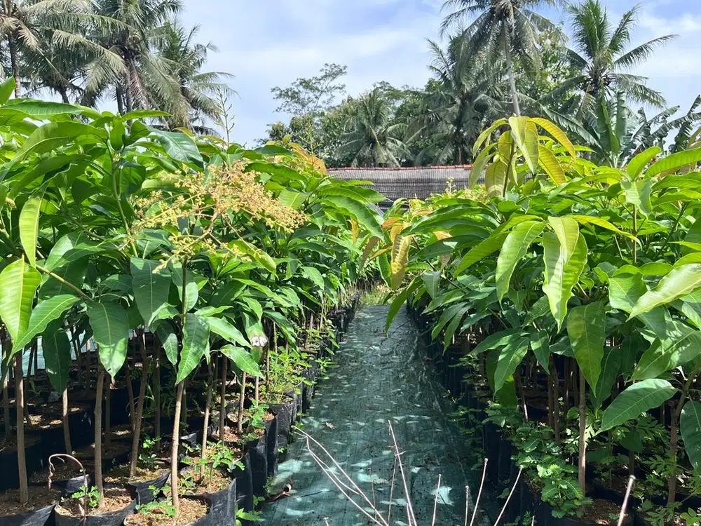 Bibit Mangga Chokanan, Bibit Mangga Cokanan Cepat Berbuah