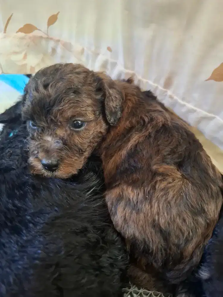 Poodle merle choco open booking