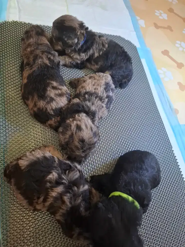 Poodle merle choco open booking