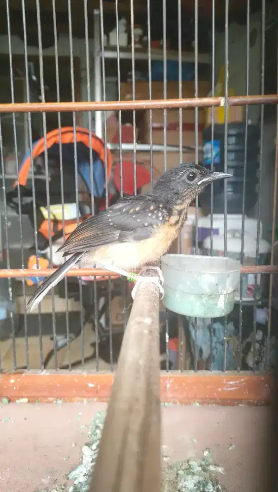 Murai batu trotol Medan