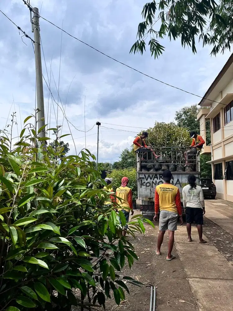 Bibit Durian Duri Hitam, Bibit Durian Ochee, Duri hitam Planterbag