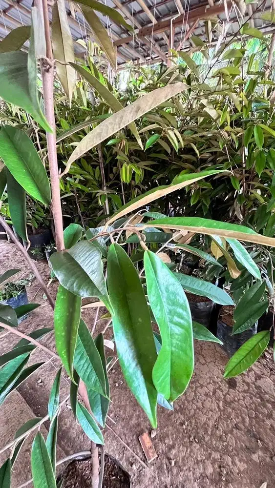 Bibit Durian Musang King, Bibit Durian MS King Mitra Bibit Purworejo