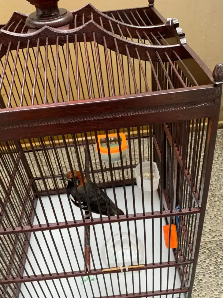 Burung anis kembang gacor ngerol .