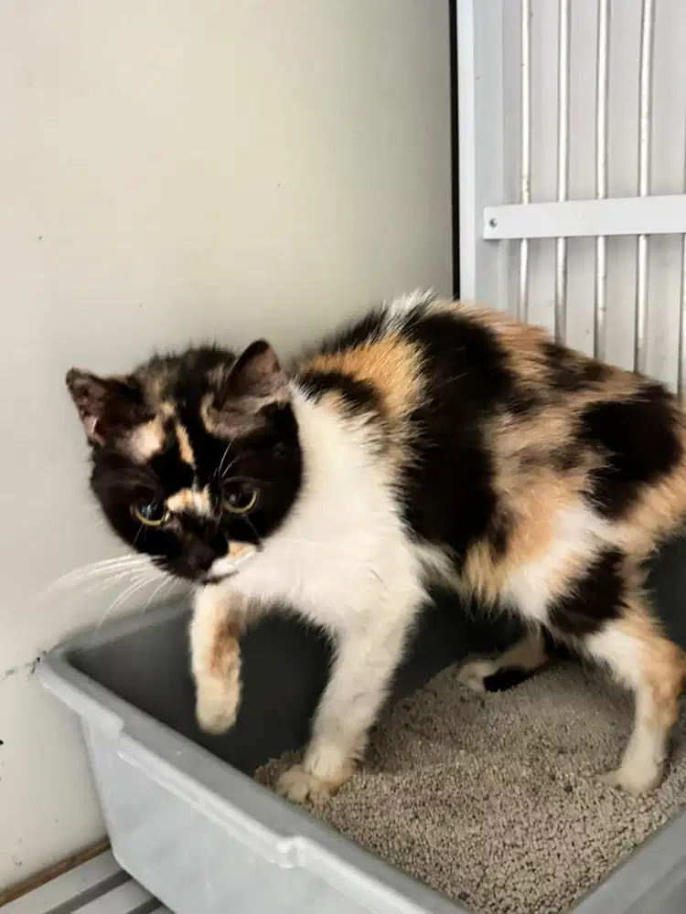 2 kucing scottish fold dan scottish stright betina borongan