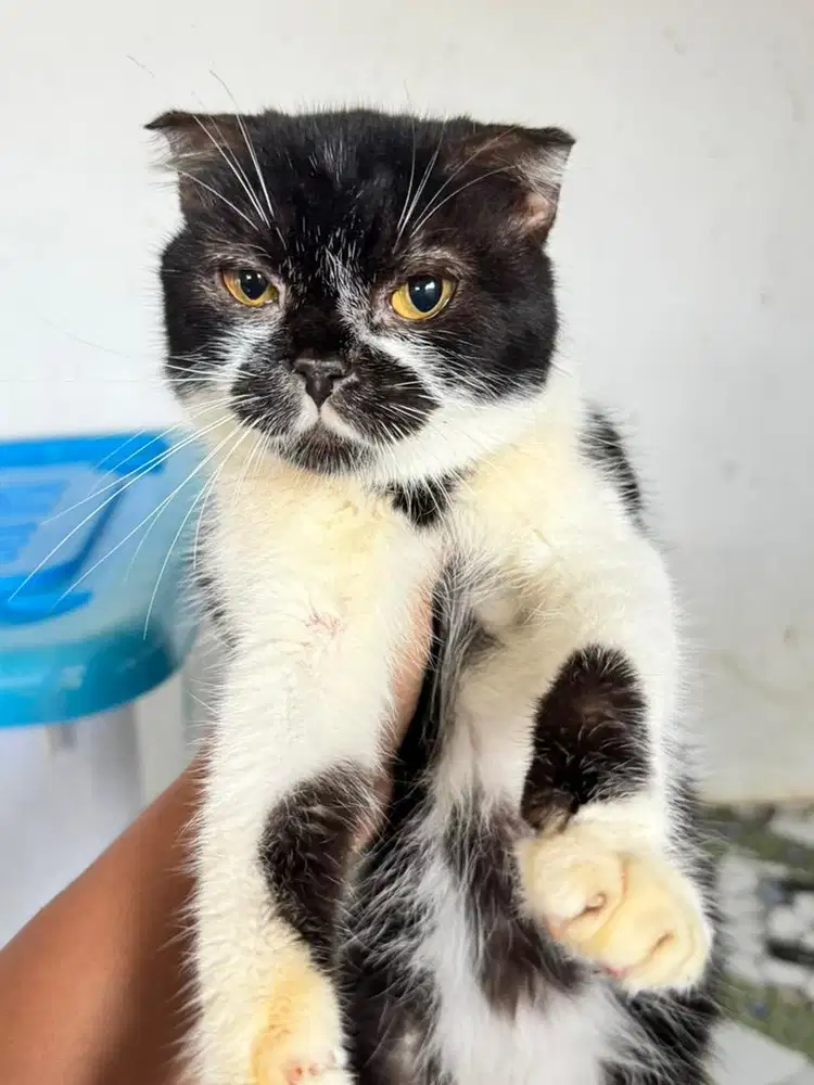 2 kucing scottish fold dan scottish stright betina borongan
