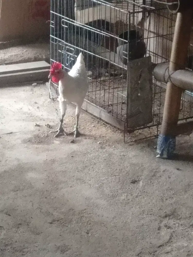 Ayam ketawa..trah durpanxdursam