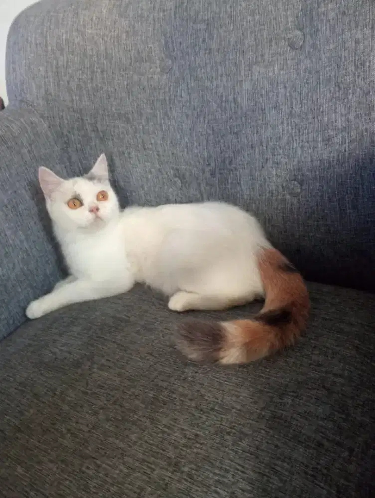 BSH Betina Calico dilute proven 1 kali