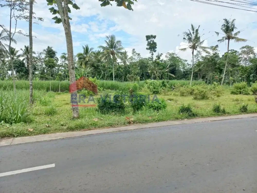 Tanah Murah di Jabung Malang Lokasi Berkembang Cocok untuk Investasi Jangka Panjang