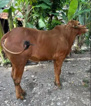 sapi kurban 400kiloan timbang real siap hewan qurban 2026 bisa dicicil