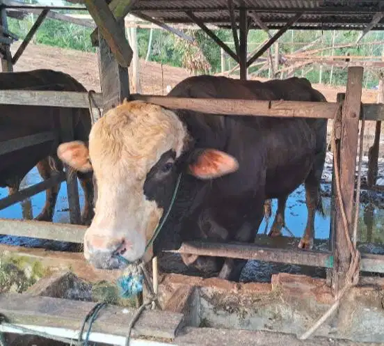 sapi kurban 400kiloan timbang real siap hewan qurban 2026 bisa dicicil