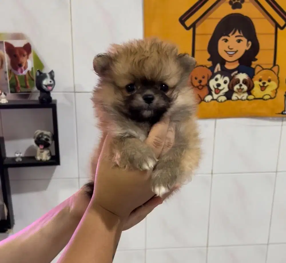 Superminipom kualitas mantap