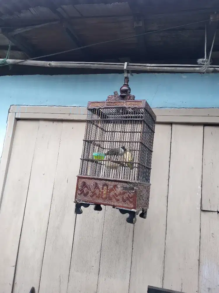 kutilang fullset gacor jinak