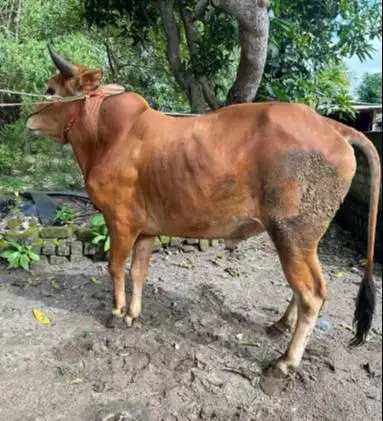sapi qurban 400kiloan timbang hidup siap sapi kurban 2026 jamin manteb