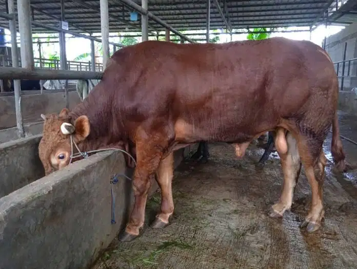 sapi jantan 400kiloan siap sapi qurban 2026 timbang hidup jamin manteb