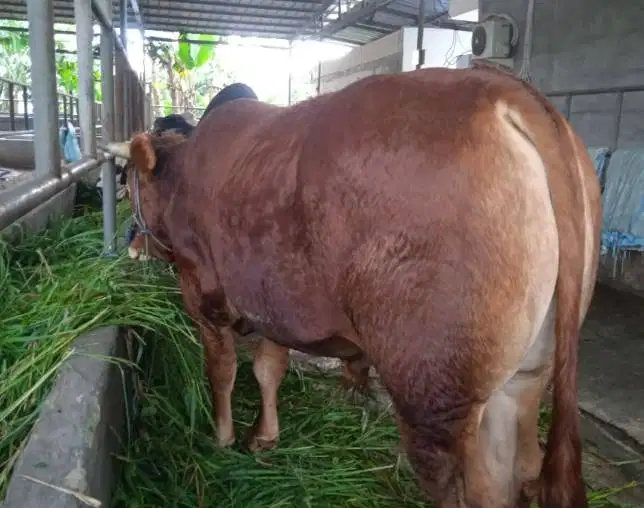 sapi jantan 400kiloan siap sapi qurban 2026 timbang hidup jamin manteb