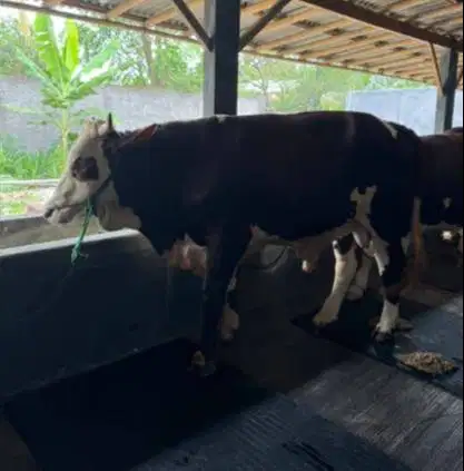 sapi jantan 400kiloan siap sapi kurban 2026 timbang hidup bisa dicicil