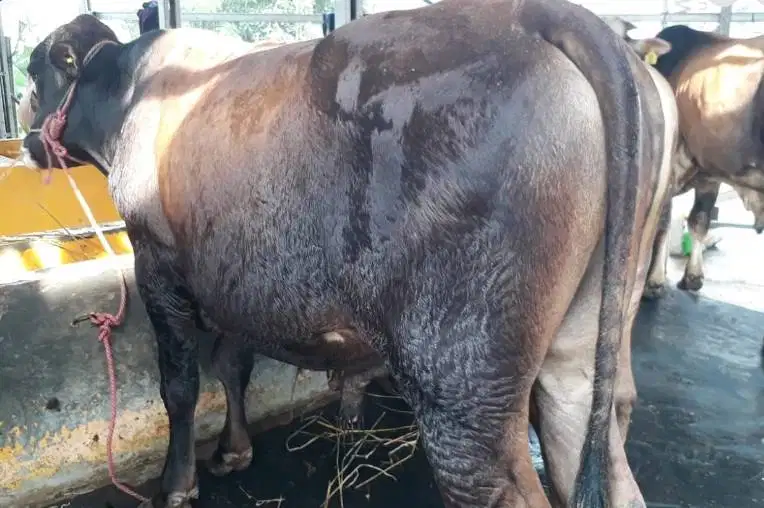 sapi jantan 400kiloan siap sapi kurban 2026 bisa dicicil bulanan puas