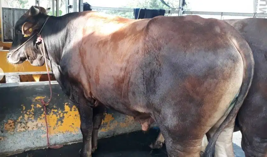 sapi jantan 400kiloan siap sapi kurban 2026 bisa dicicil bulanan puas