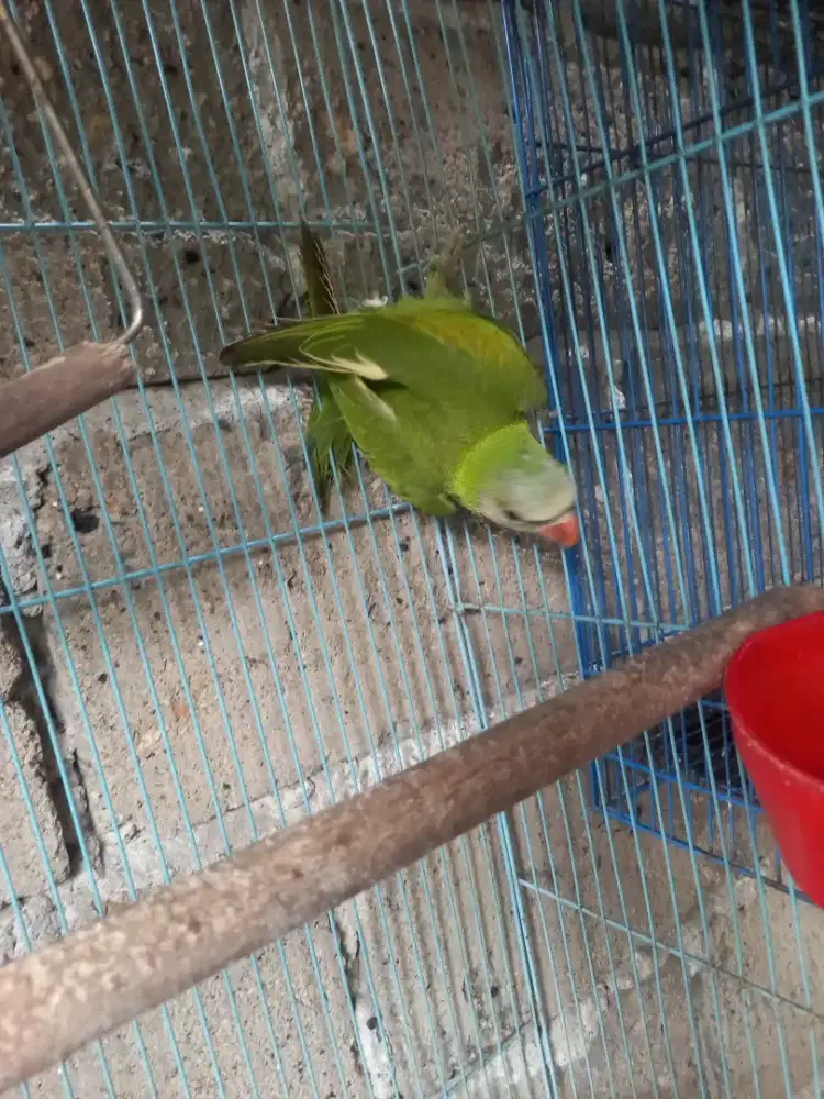 Burung Lovebird besar masih muda