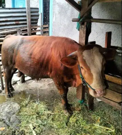 sapi qurban 400kiloan siap kurban 2026 timbang hidup bisa dicicil/bln