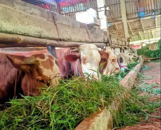 sapi qurban 400kiloan siap kurban 2026 timbang hidup bisa dicicil/bln