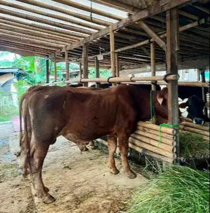 sapi qurban 400kiloan siap kurban 2026 timbang hidup bisa dicicil/bln