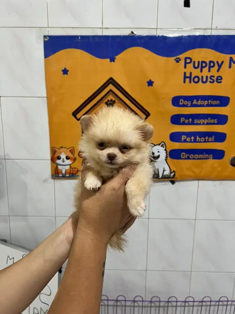 Superminipom size teacup